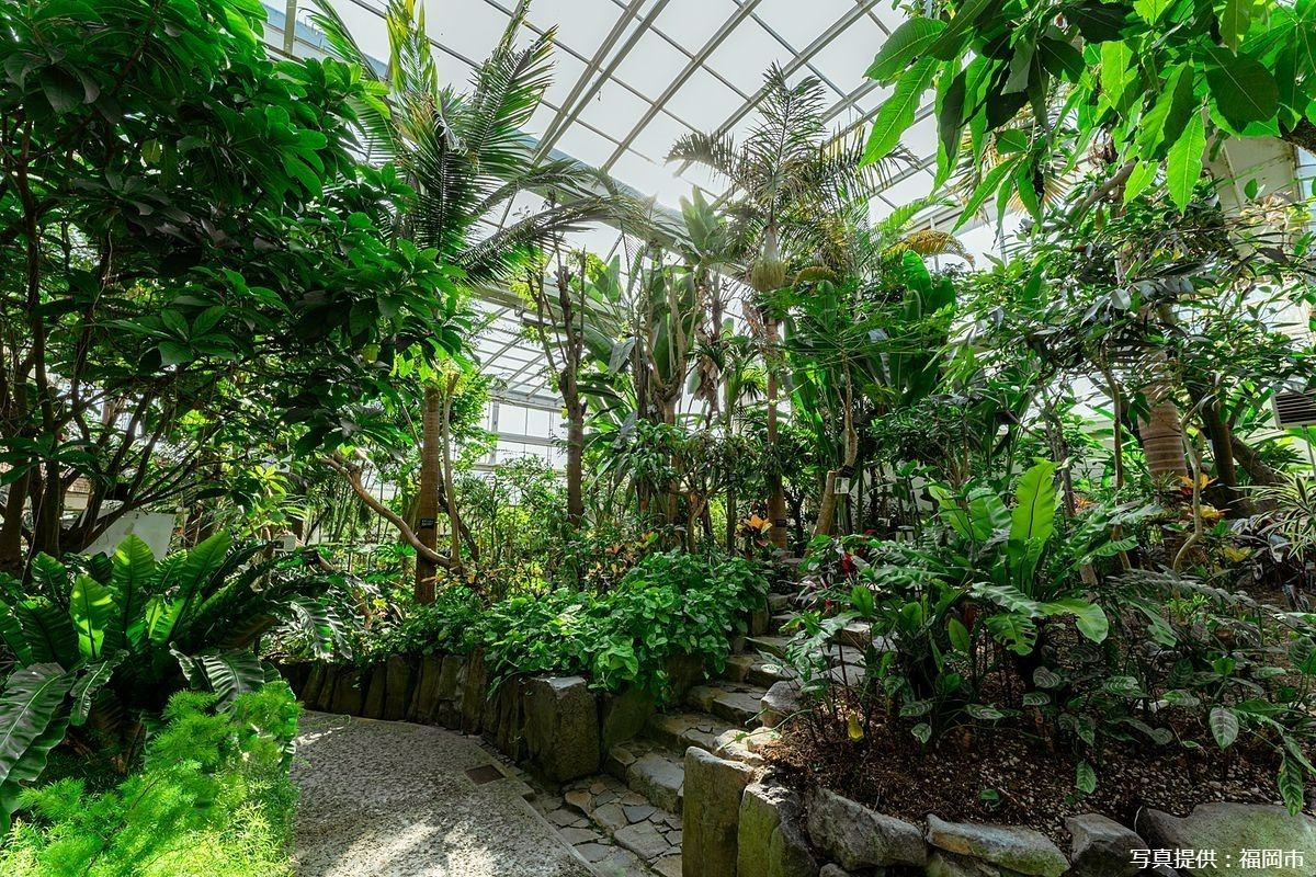 福岡市植物園の温室の展示です